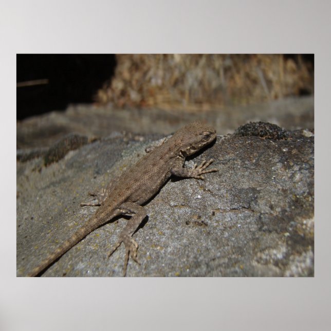 Western Fence Lizard Poster (Framsidan)