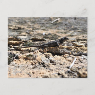 Western Fence Lizard Vykort