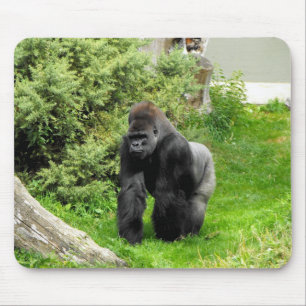 Western gorilla för Lowlandsilverbackmanlig Musmatta
