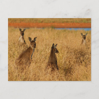 Western Grått Kangaroos Vykort