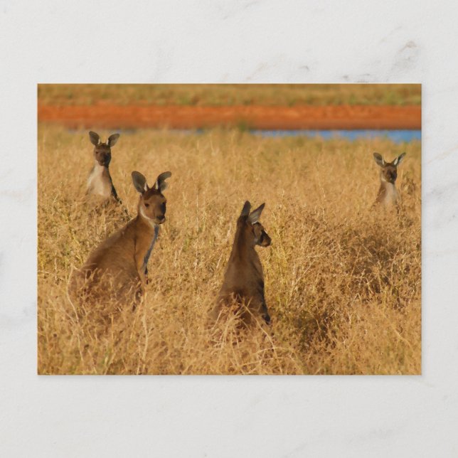Western Grått Kangaroos Vykort (Framsida)
