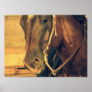 Western häst poster