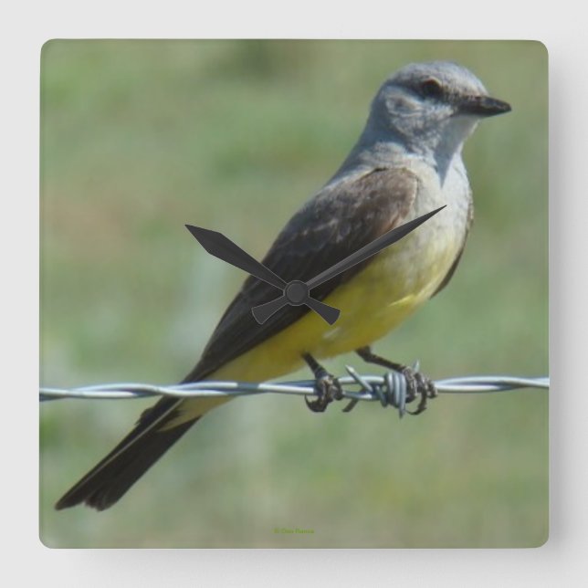 Western Kingbird B44 Fyrkantig Klocka (Framsida)