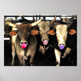 Western konst av Bubble Gum Blodeo Bull Cows Poster