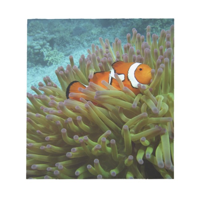 Western kungsfisk ( Amphiprion ocellaris ) Anteckningsblock (Framsida)