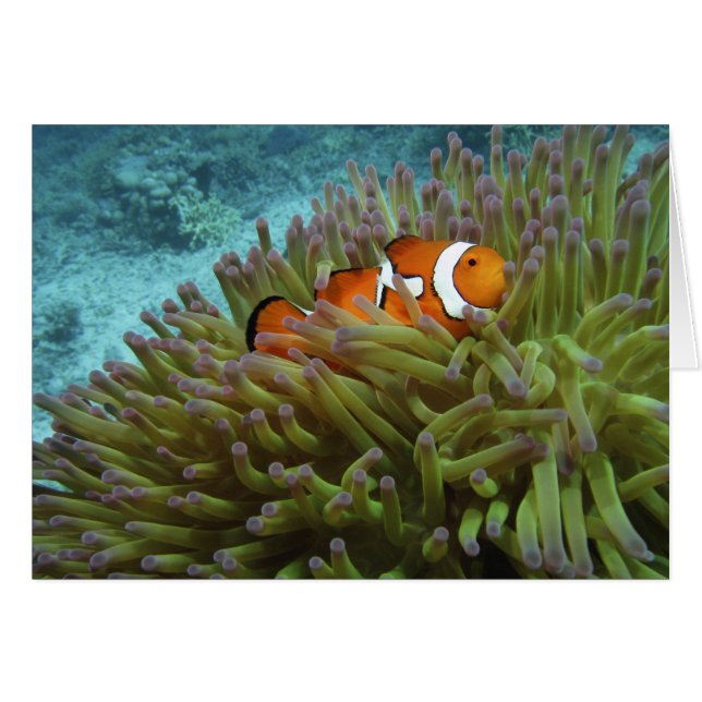 Western kungsfisk ( Amphiprion ocellaris ) Hälsningskort (Framsidan Horizontal)