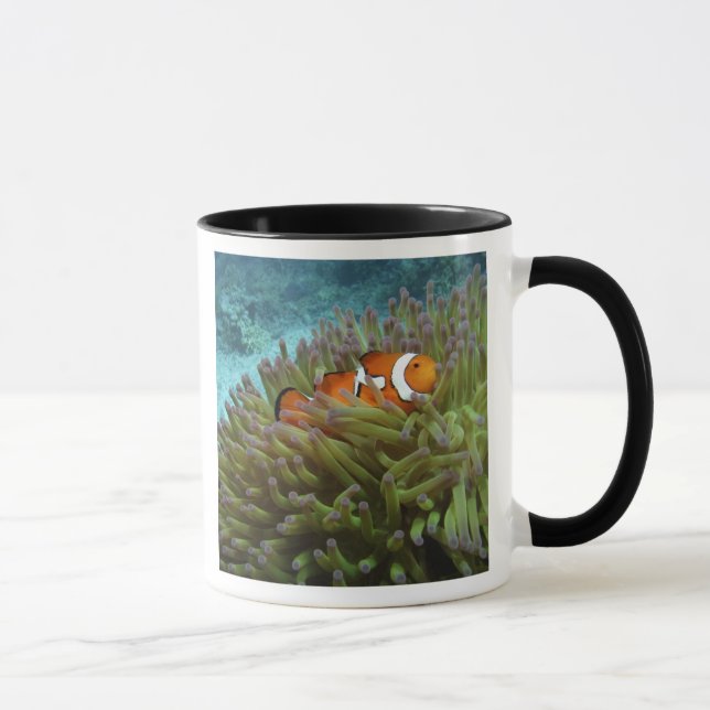 Western kungsfisk ( Amphiprion ocellaris ) Mugg (Höger)