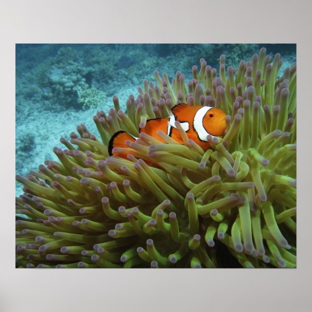 Western kungsfisk ( Amphiprion ocellaris ) Poster (Framsidan)