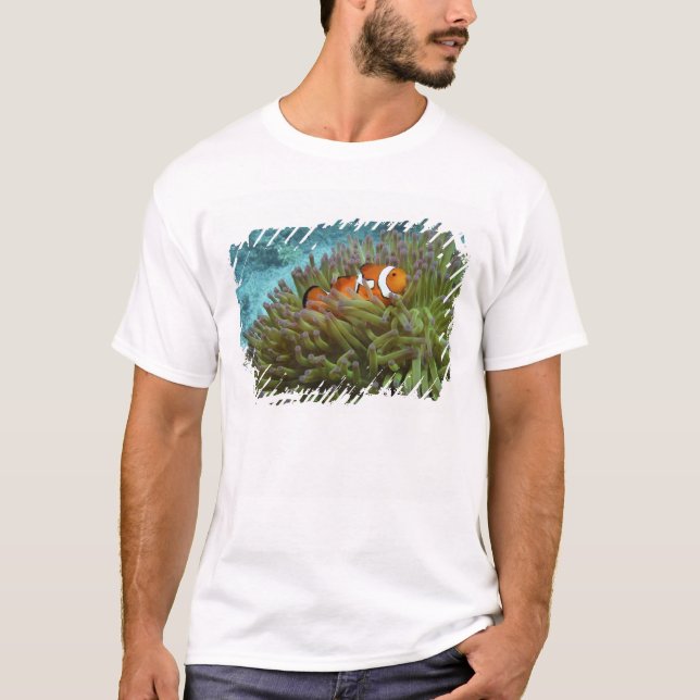 Western kungsfisk ( Amphiprion ocellaris ) T-shirt (Framsida)