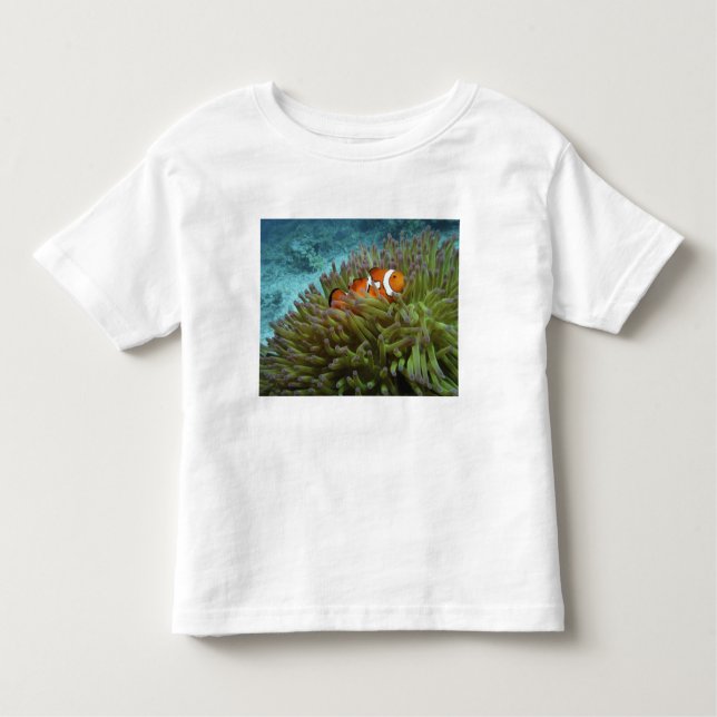 Western kungsfisk ( Amphiprion ocellaris ) Tee (Framsida)
