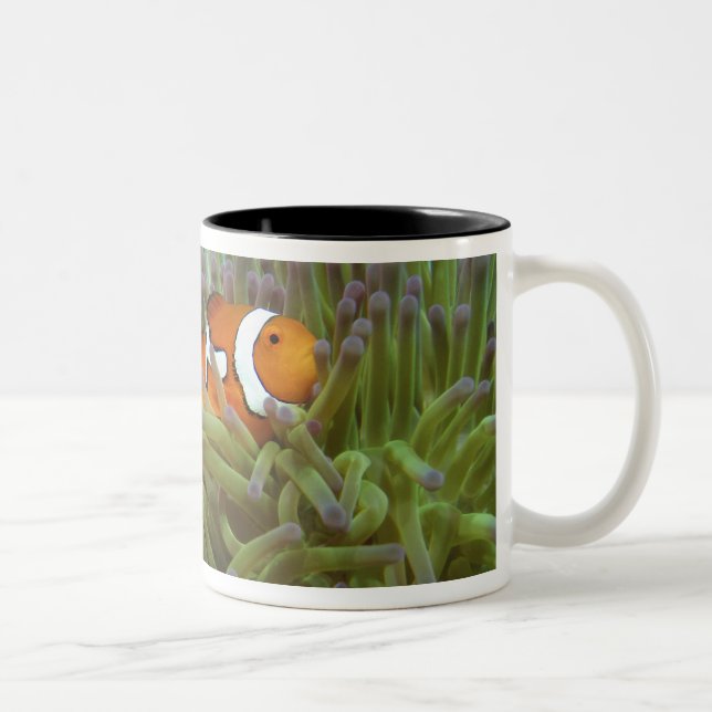 Western kungsfisk ( Amphiprion ocellaris ) Två-Tonad Mugg (Höger)