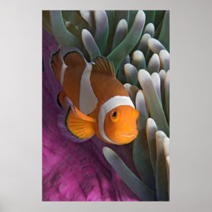 Western, , långvandrande anemonfisk poster