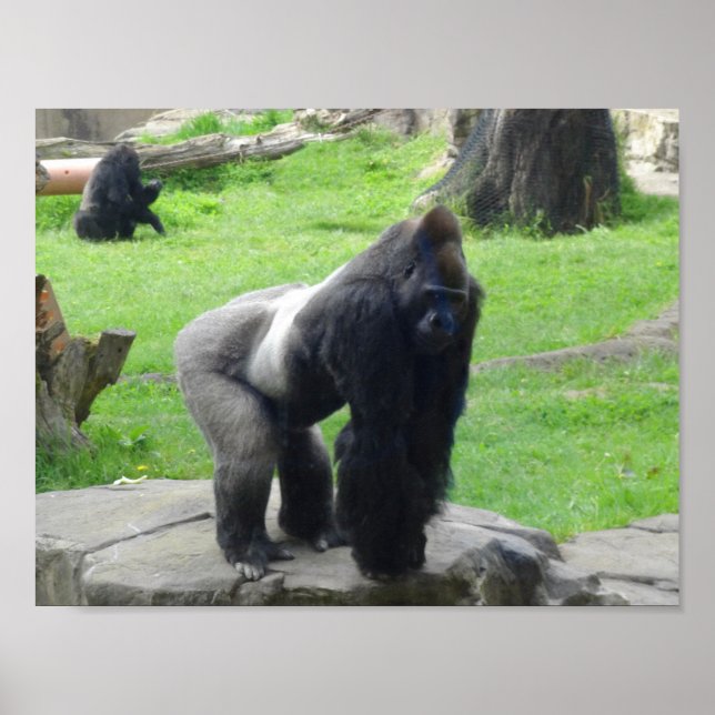 Western Lowland Gorilla #1 Poster (Framsidan)