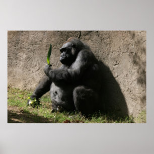 Western Lowlandgorilla Poster