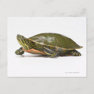 Western målad sköldpadda (Chrysemys picta bellii). Vykort
