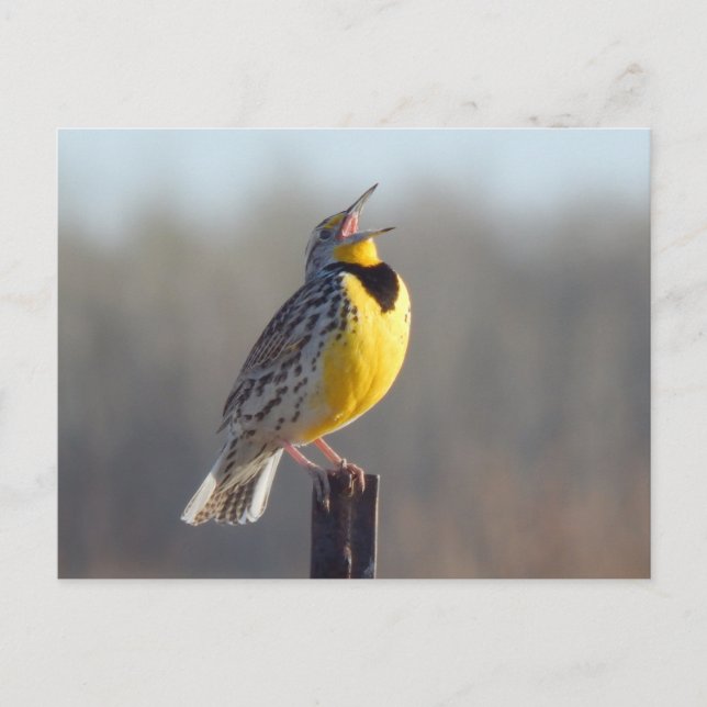 Western meadowlark i North Dakota Vykort (Framsida)