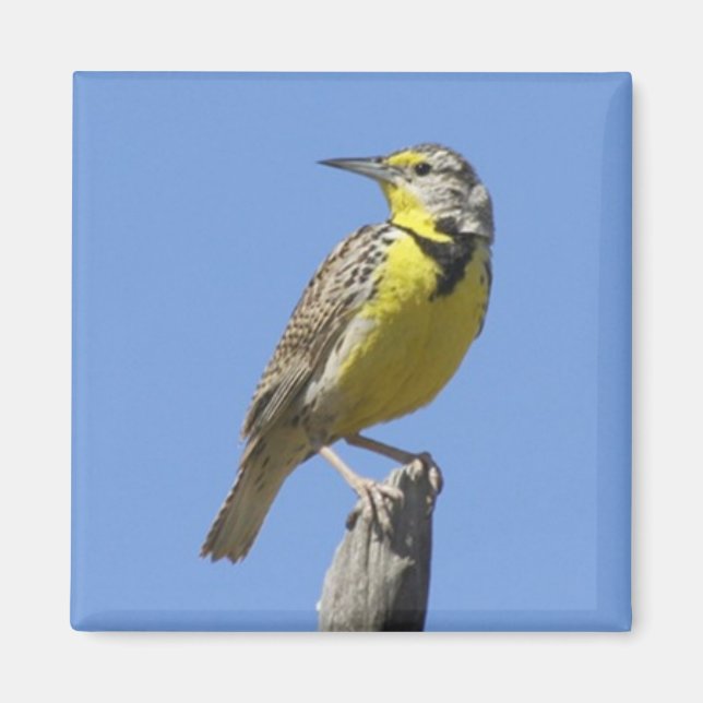 Western Meadowlark Magnet (Framsidan)