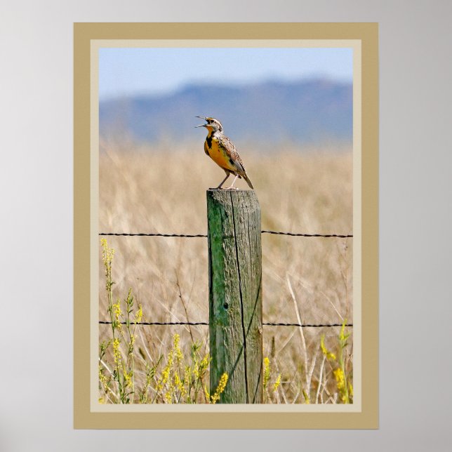Western Meadowlark Poster (Framsidan)
