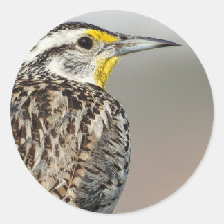 Western Meadowlark Sticker Runt Klistermärke