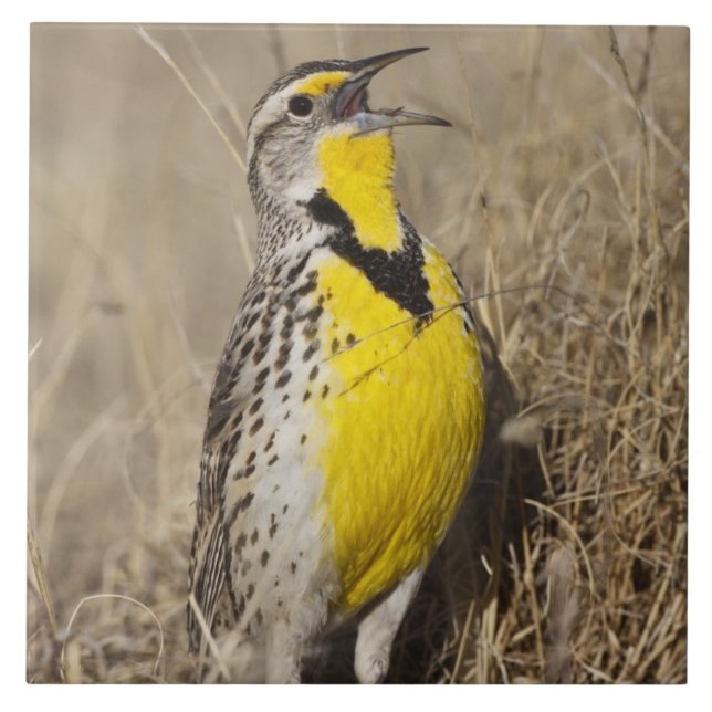 Western Meadowlark (Strunella försumecta) Kakelplatta (Framsidan)