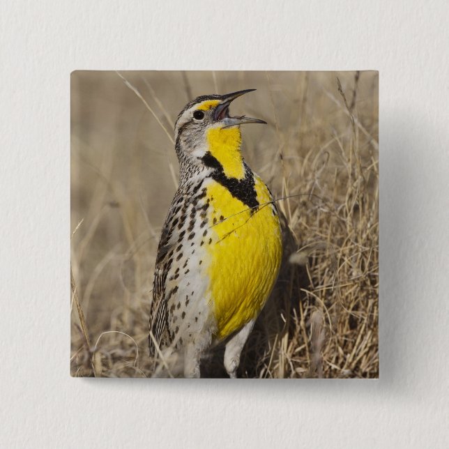 Western Meadowlark (Strunella försumecta) Knapp (Framsida)