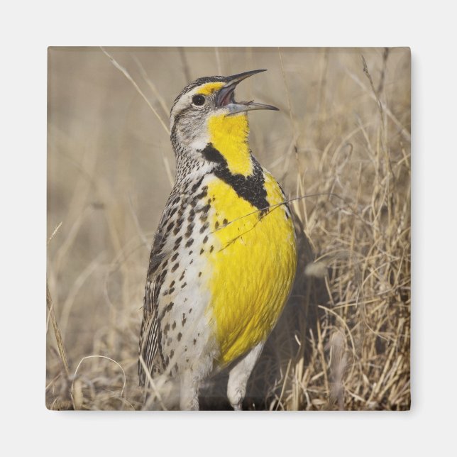 Western Meadowlark (Strunella försumecta) Magnet (Framsidan)