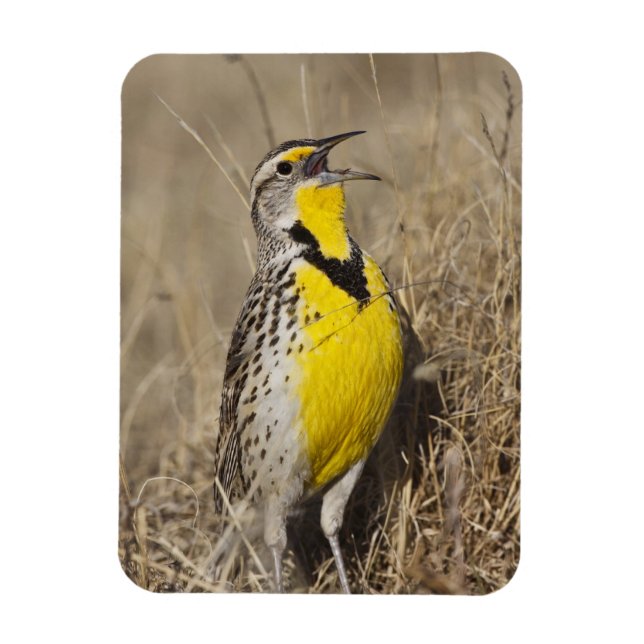 Western Meadowlark (Strunella försumecta) Magnet (Vertikal)