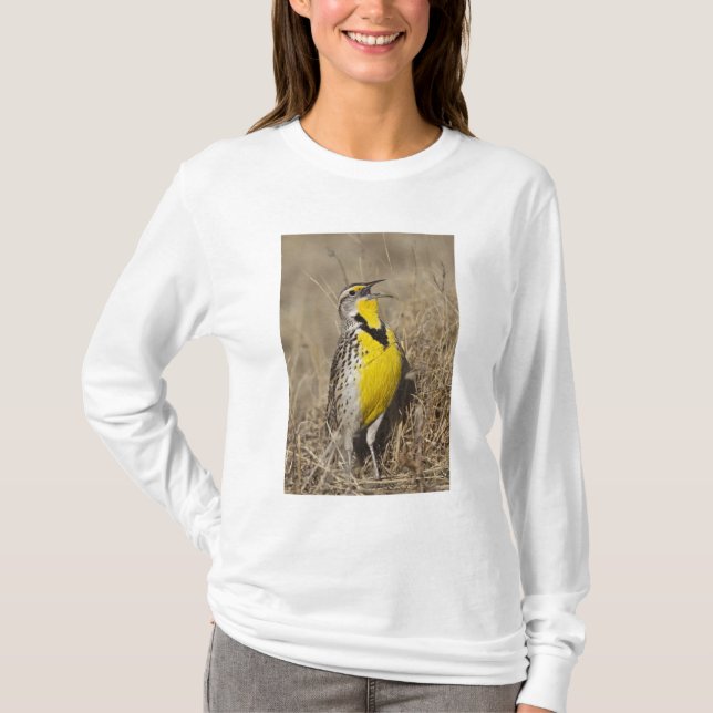 Western Meadowlark (Strunella försumecta) Tee (Framsida)