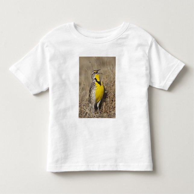 Western Meadowlark (Strunella försumecta) Tee (Framsida)