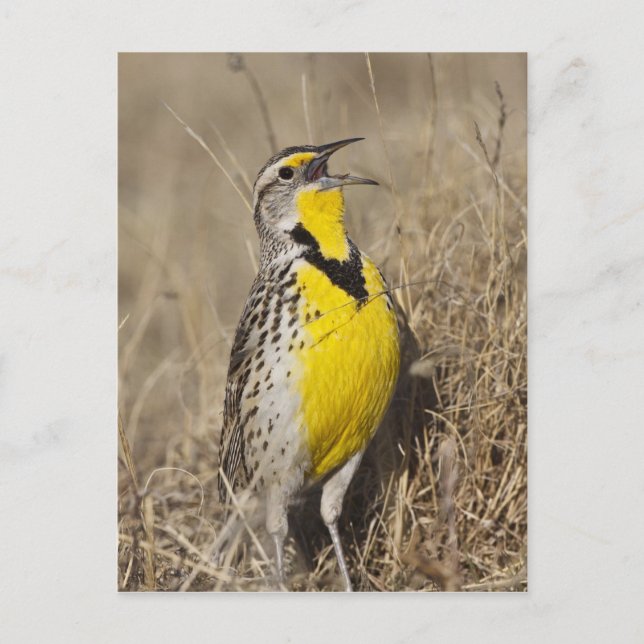 Western Meadowlark (Strunella försumecta) Vykort (Framsida)