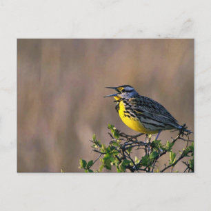 Western meadowlark vykort