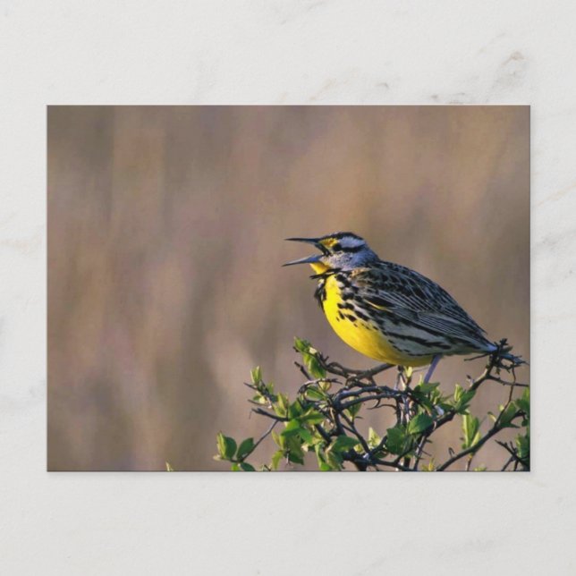 Western meadowlark vykort (Framsida)