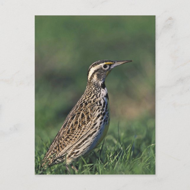 Western Meadowlark Vykort (Framsida)