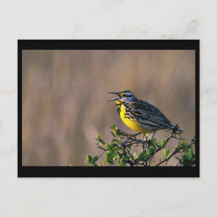 Western meadowlark vykort