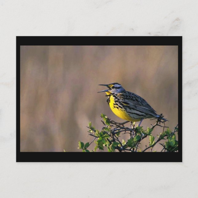 Western meadowlark vykort (Framsida)