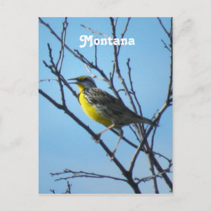 Western Meadowlark Vykort