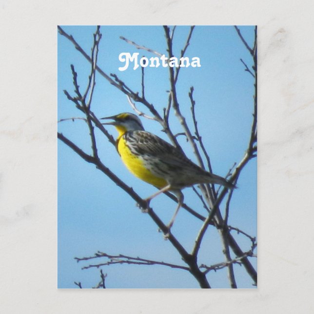 Western Meadowlark Vykort (Framsida)