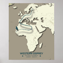 Western Osprey Migration Karta - Minimalistisk Vin