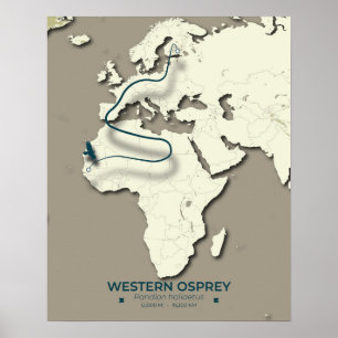 Western Osprey Migration Karta - Minimalistisk Vin Poster