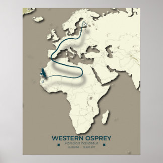Western Osprey Migration Karta - Minimalistisk Vin Poster