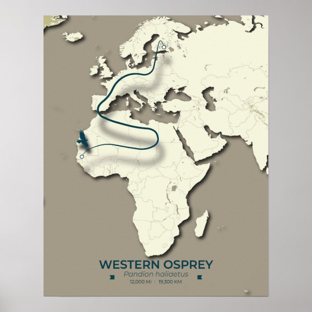 Western Osprey Migration Karta - Minimalistisk Vin Poster (Framsidan)