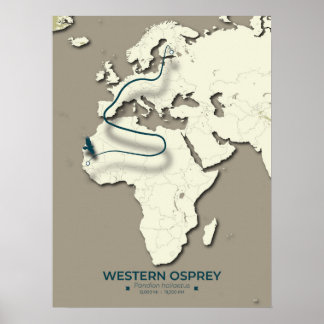 Western Osprey Migration Karta - Minimalistisk Vin Poster