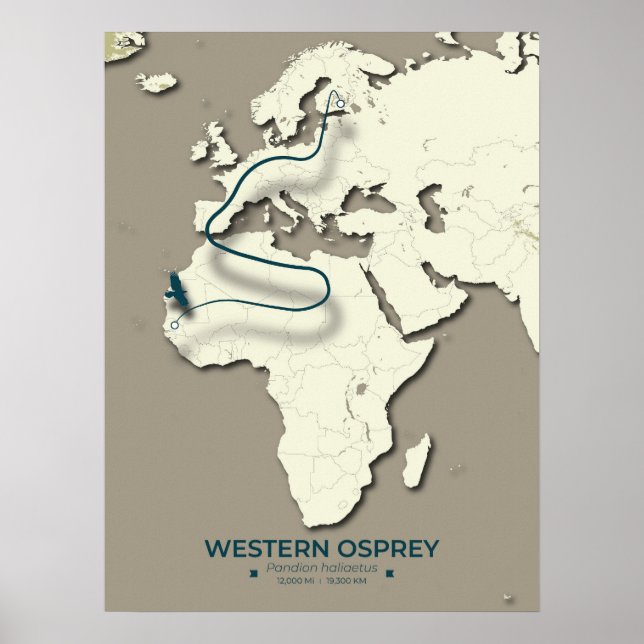 Western Osprey Migration Karta - Minimalistisk Vin Poster (Framsidan)
