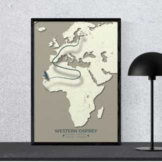 Western Osprey Migration Karta - Minimalistisk Vin Poster