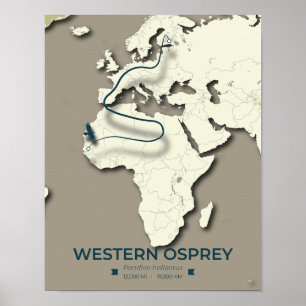 Western Osprey Migration Karta - Minimalistisk Vin Poster