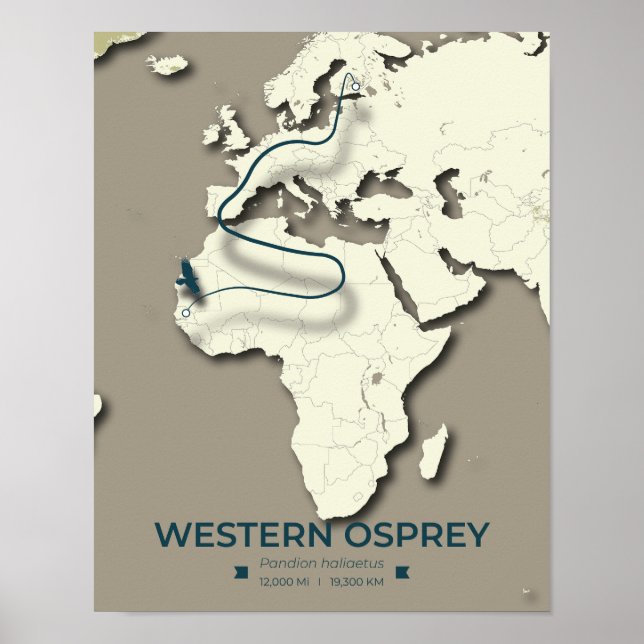 Western Osprey Migration Karta - Minimalistisk Vin Poster (Framsidan)