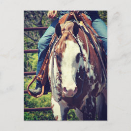 Western Paint Horse Vykort