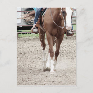 Western Paint Horse Vykort