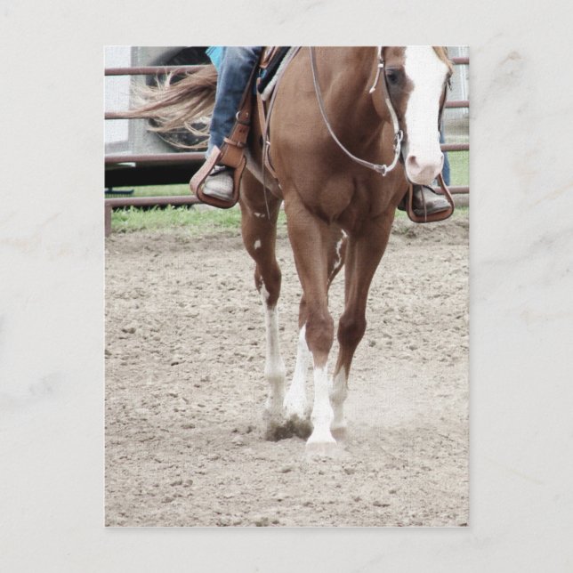 Western Paint Horse Vykort (Framsida)