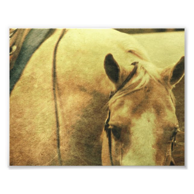 Western Palomino Fototryck (Framsidan)